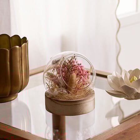 Декоративни цветя atmosphera Pria , 15 cm