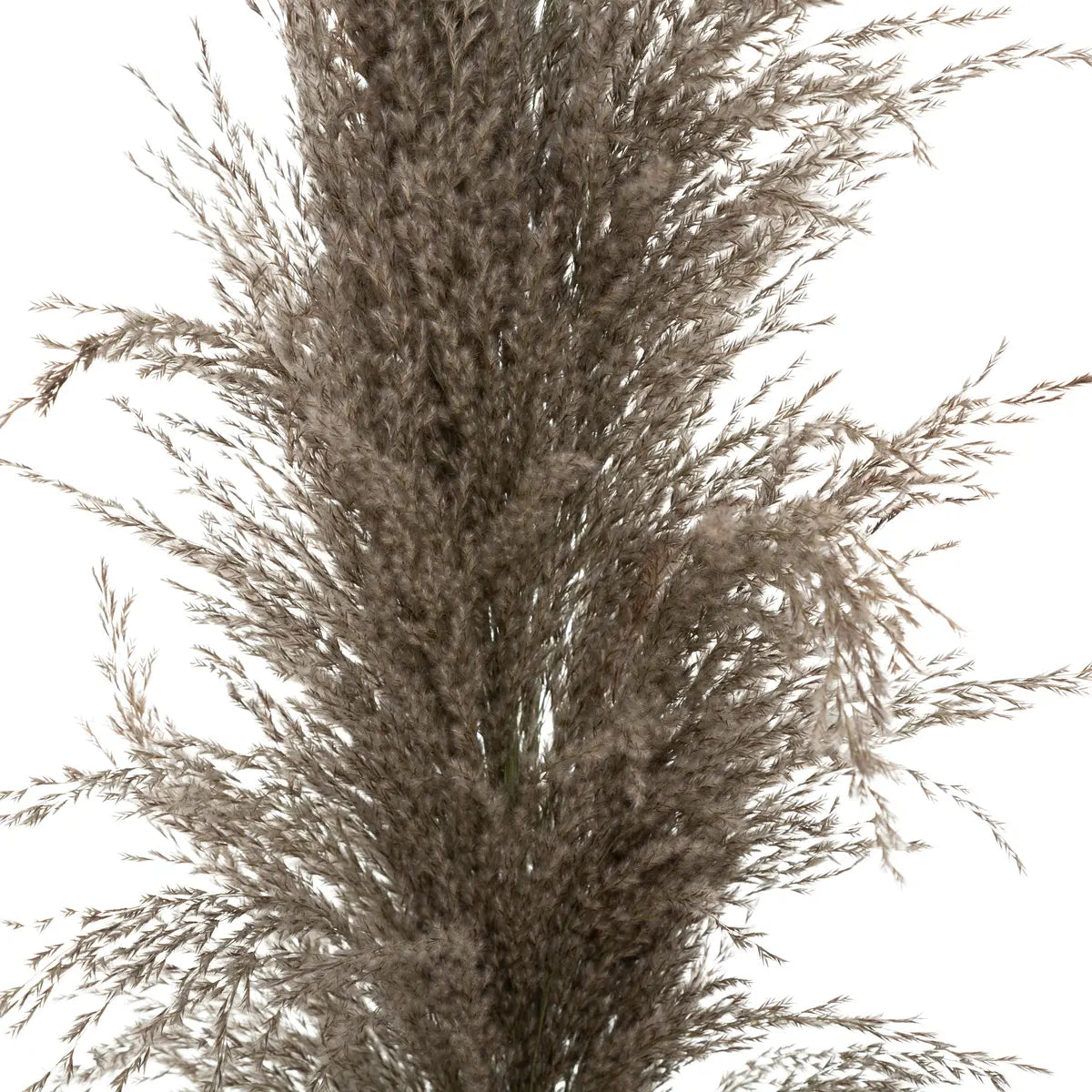 Изкуствено растение atmosphera Natural Pampa, 110см, 3бр, Кафяв