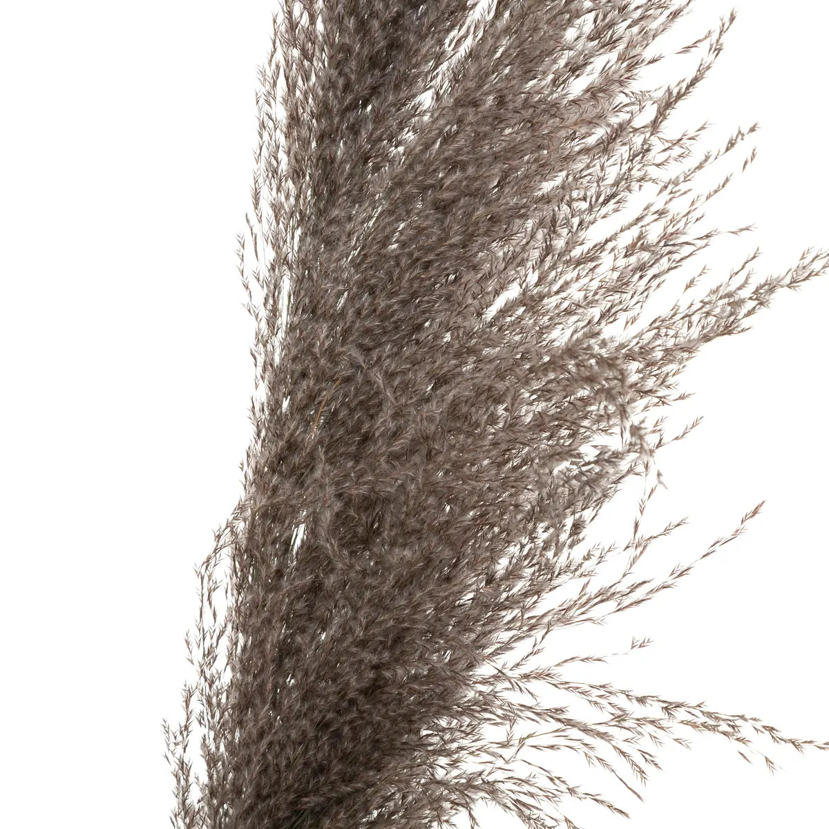 Изкуствено растение atmosphera Natural Pampa, 110см, 3бр, Кафяв