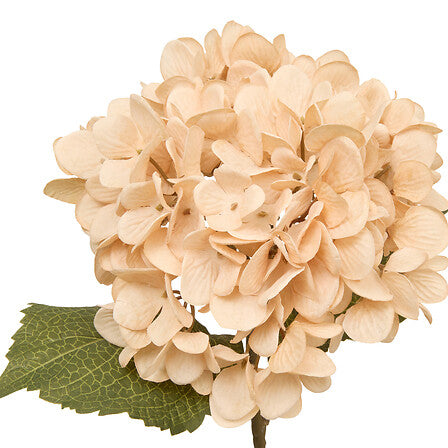 Tulpină decorativă de hortensie Atmosphera Fria, Asortate, 62 cm
